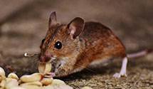 24 Hour & Emergency Exterminators in El Llanito, NM